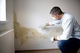 Environmental Consulting for Mold Prevention in Janesville, IA